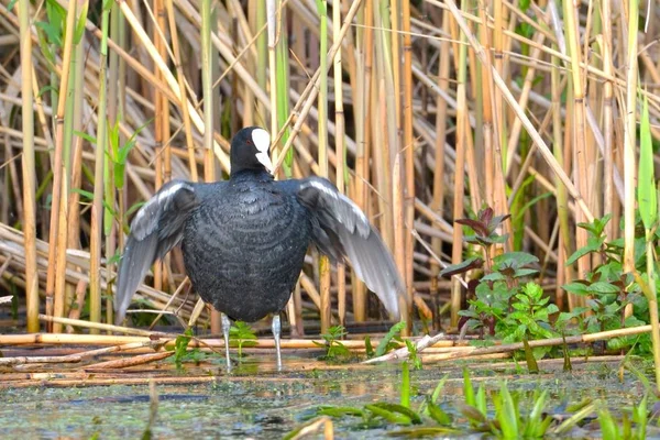 Ortak Sakarmeke (Fulica atra) — Stok fotoğraf