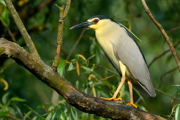 Airone notturno coronato nero (Nycticorax nycticorax ) — Foto Stock