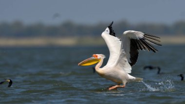 beyaz pelikan (Pelecanus onocrotalus)