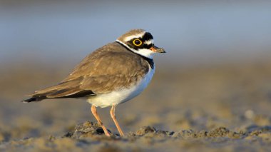küçük halkalı yağmurkuşu (charadrius dubius)