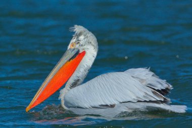 Dalmaçyalı pelikan (Pelecanus crispus)