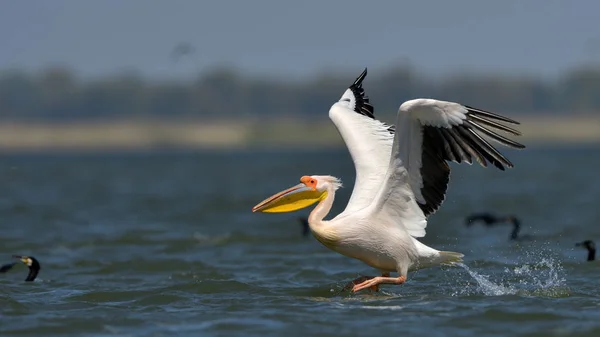 Witte pelikaan (Pelecanus onocrotalus)) — Stockfoto