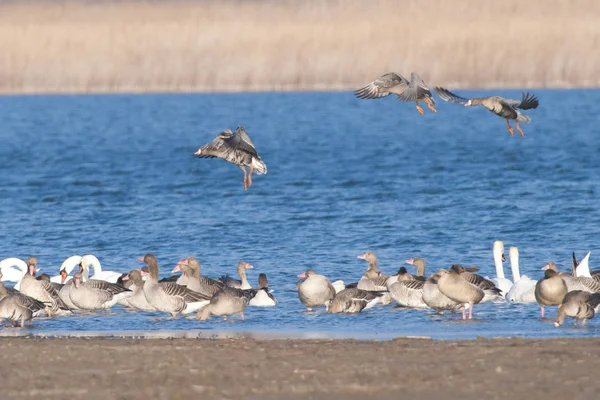 Bílý fronted goose — Stock fotografie