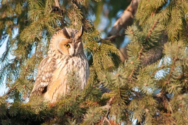 Long Eared Owl on fir tree — Stock Photo, Image