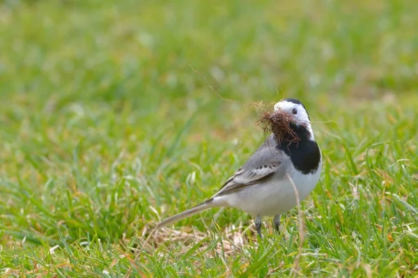 白马尾辫（Motacilla alba）) — 图库照片