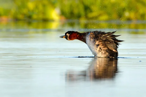 Perkoz zausznik (podiceps nigricollis) — Zdjęcie stockowe