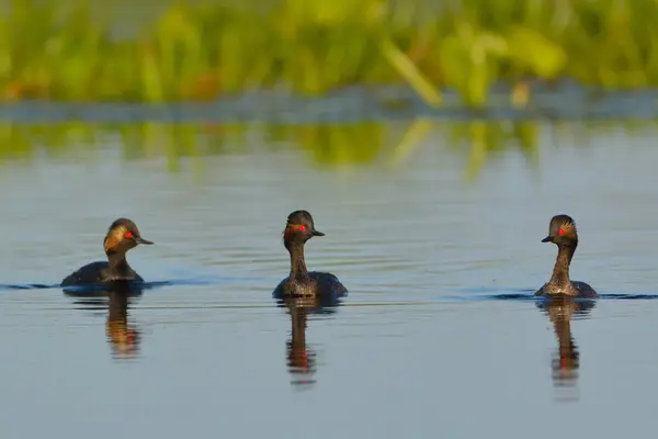 Gruppe Schwarzhalstaucher auf dem Wasser — Stockfoto