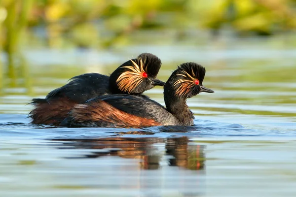 Potápka černokrká (podiceps černokrké) — Stock fotografie