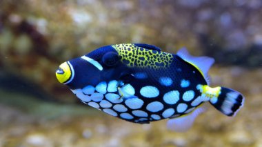 Palyaço Triggerfish (Balistoides conspicillum) akvaryum