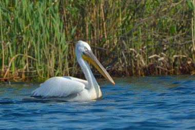 Dalmaçyalı pelikan (Pelecanus crispus)