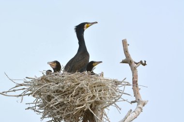 Büyük Karabatak (Phalacrocorax karbo)