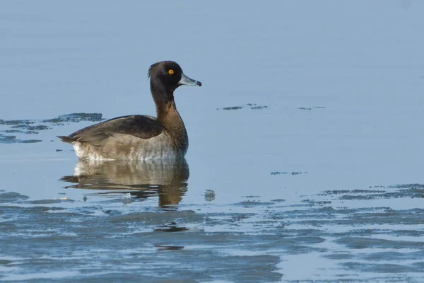 Tufted Duck (Aythya fuligula) sull'acqua — Foto Stock