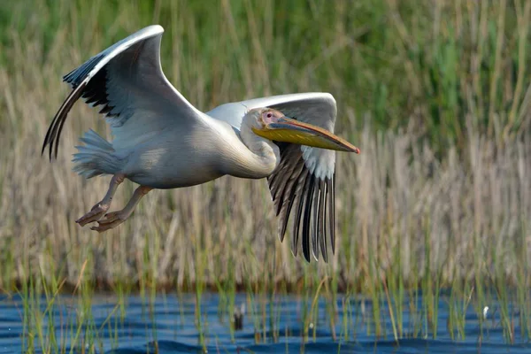 Pelícano blanco (Pelecanus onocrotalus ) — Foto de Stock