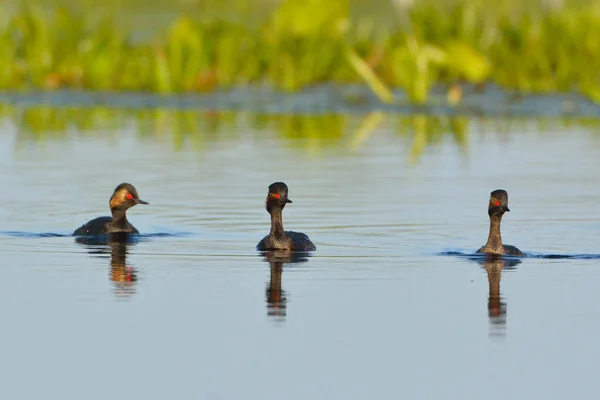 Gruppe Schwarzhalstaucher auf dem Wasser — Stockfoto