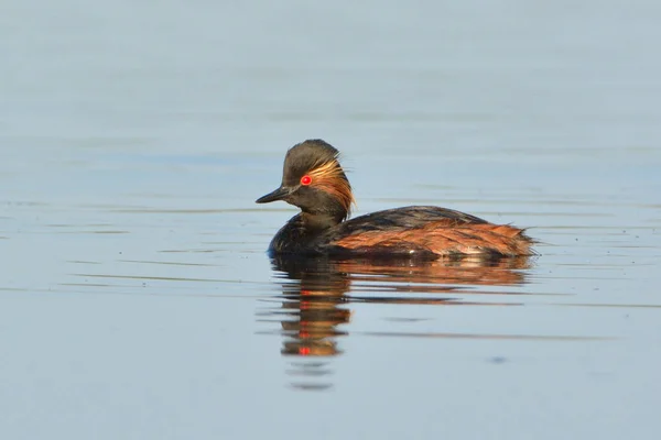 Black Necked Grebe on Water — Stock Photo, Image