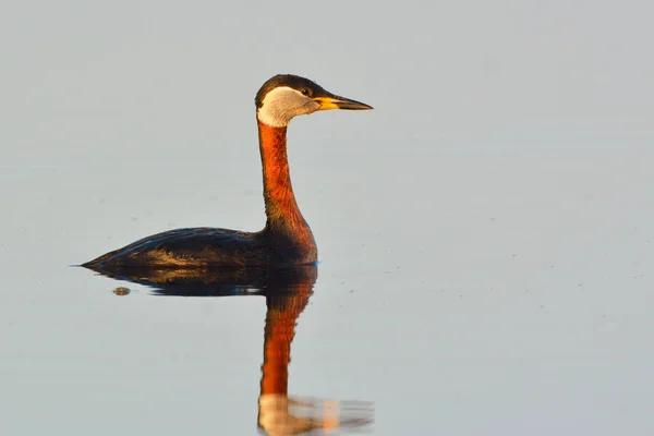 Červené muchlal potápka na vodě — Stock fotografie