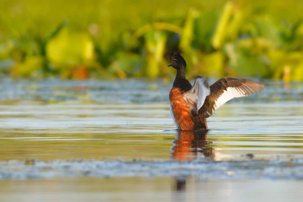 Grebe de cuello negro (Podiceps nigricollis ) —  Fotos de Stock