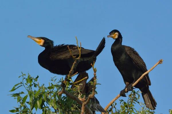 偉大なCormorant (Phalacrocorax carbo) — ストック写真