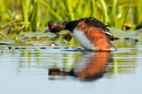 Zwarte Rondbodemkolf fuut (podiceps nigricollis) — Stockfoto