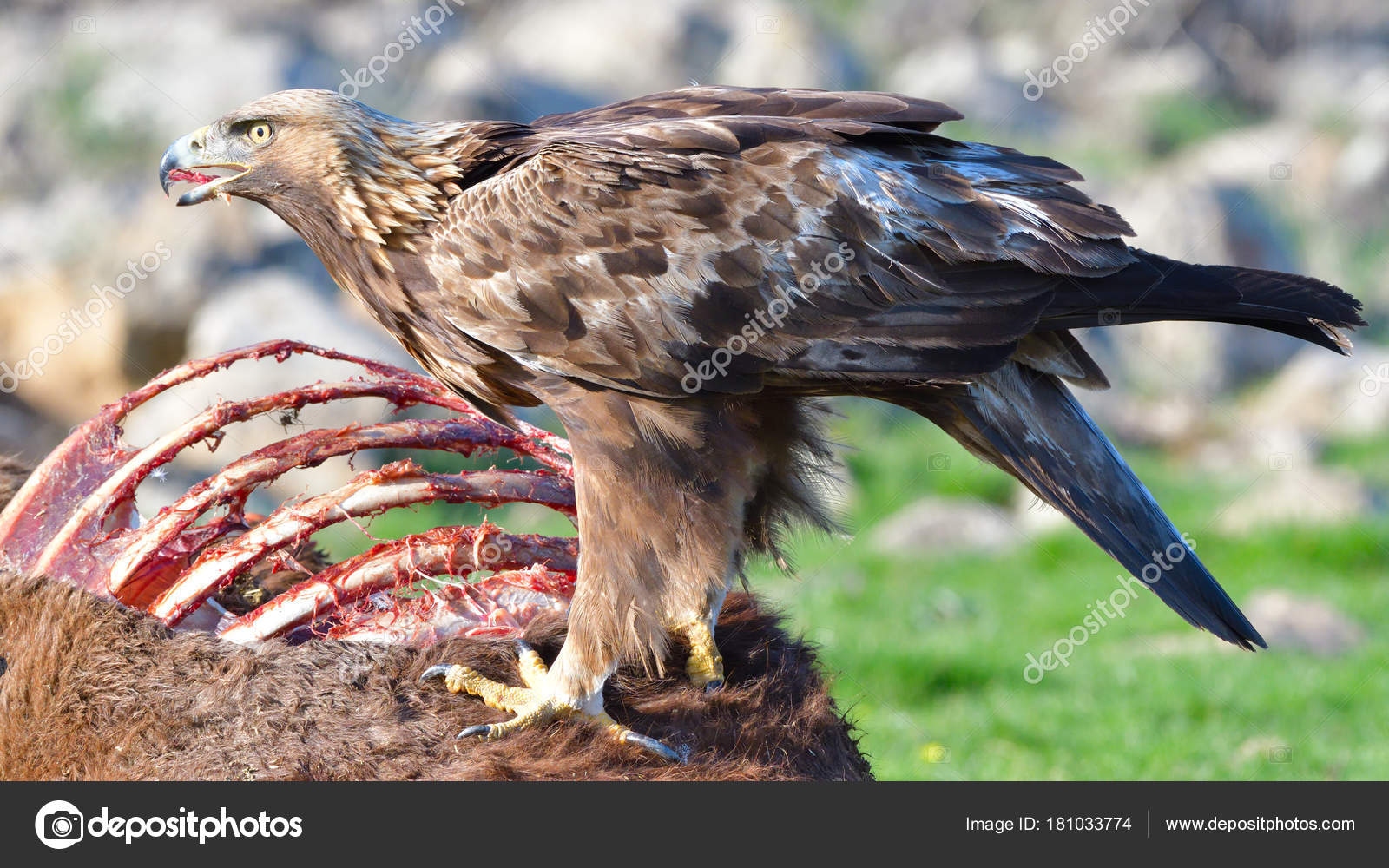 Pictures Eddie The Eagle Golden Eagle Eating From A