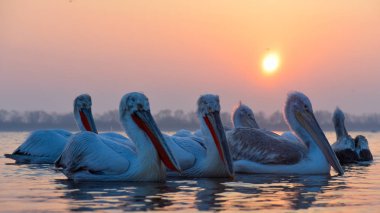 Dalmaçyalı pelikan (Pelecanus crispus)