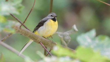 Gri kuyruksallayan (Motacilla cinerea)