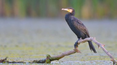 Büyük Karabatak (Phalacrocorax karbo)