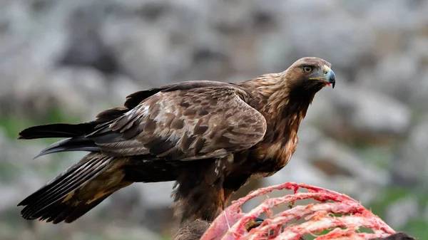 Steenarend eten uit een Carcasse — Stockfoto