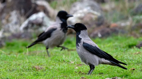 Hooded crow (Corvus cornix) — Stock Photo, Image