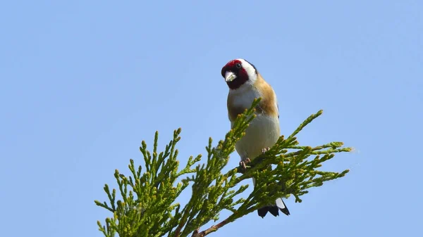 Chardonneret rouge (Carduelis carduelis)) — Photo