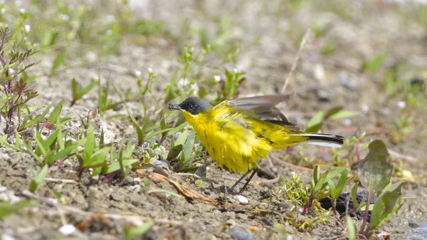 Westerse gele kwikstaart (Motacilla flava) — Stockfoto