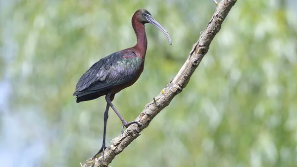 Glossy Ibis (Plegado falcinellus) — Zdjęcie stockowe