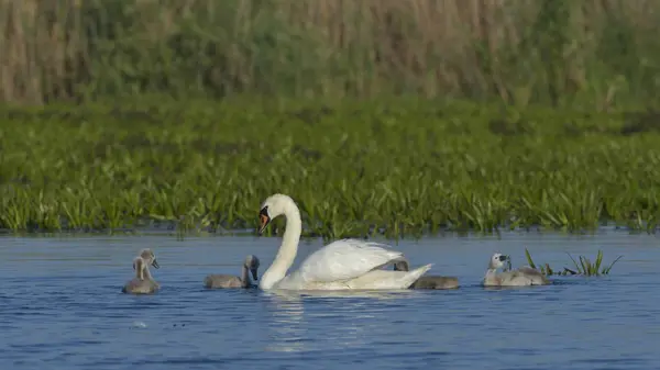 Höckerschwan (Cygnus olor)) — Stockfoto