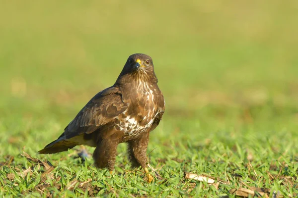 Buzzard comum (Buteo buteo) na grama verde — Fotografia de Stock