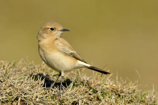 Öknen stenskvätta (Oenanthe deserti), kvinnliga — Stockfoto