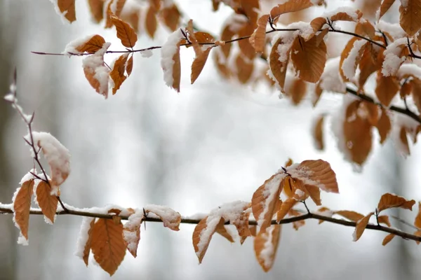 Vinter ram, snö på bladen — Stockfoto
