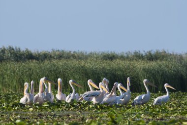 beyaz pelikan (Pelecanus onocrotalus)