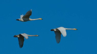Ötücü kuğu (Cygnus cygnus)