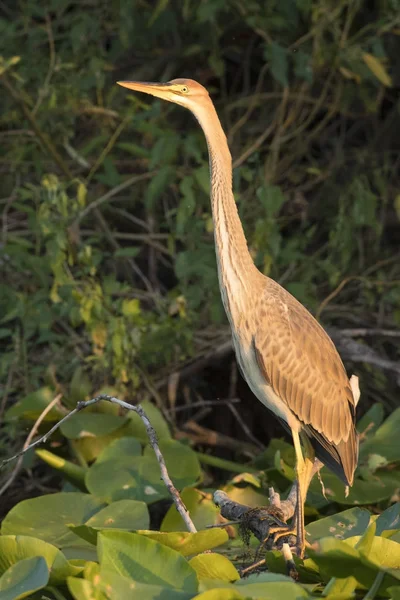 Airone viola (ardea purpurea ) — Foto Stock