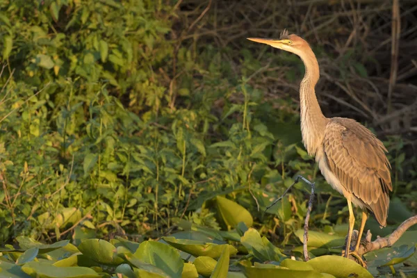 Airone viola (ardea purpurea ) — Foto Stock