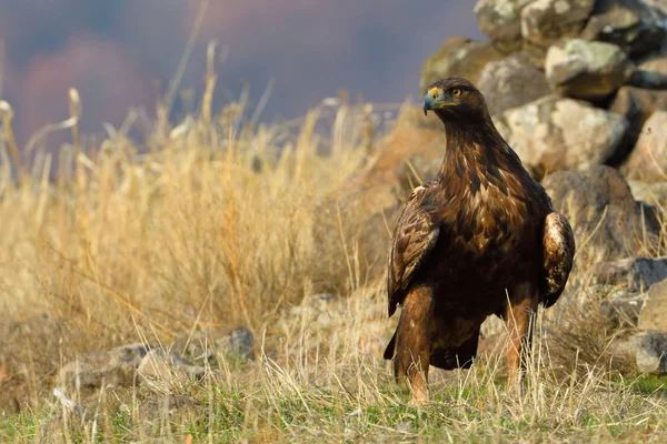 Aquila d'oro seduta a terra — Foto Stock