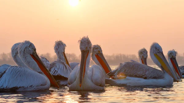 Pelicano dálmata (Pelecanus crispus) — Fotografia de Stock