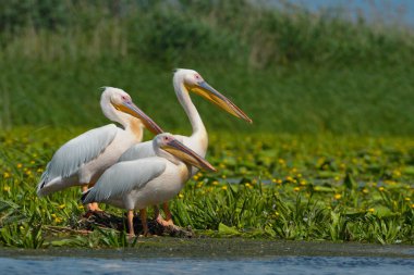 beyaz pelikan (Pelecanus onocrotalus)