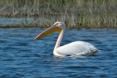 beyaz pelikan (Pelecanus onocrotalus)