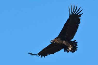 Boz ya da siyah akbaba (Aegypius monachus )