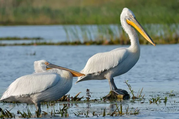 Dalmaçyalı pelikan (Pelecanus crispus)