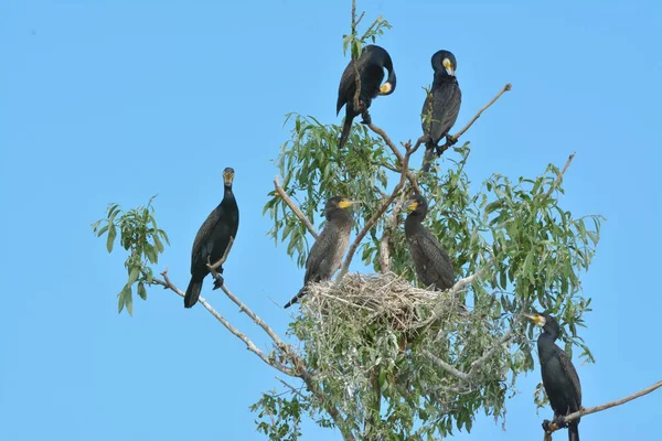 Storskarv (Phalacrocorax carbo)) — Stockfoto