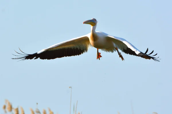 White Pelican (Pelecanus onocrotalus) — Stock Photo, Image