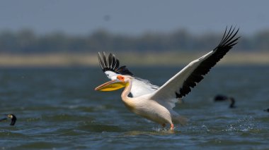 beyaz pelikan (Pelecanus onocrotalus)