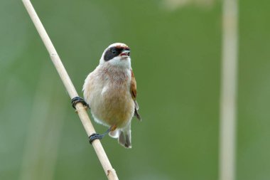 Çulha bahar bir şube üzerinde